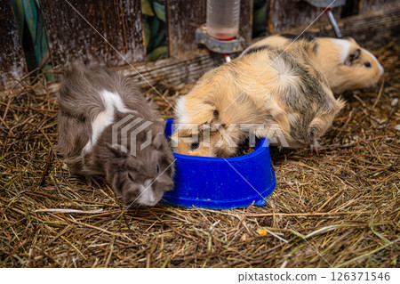 Several guinea pigs huddling together in a cozy cage, munching on fresh lettuce and surrounded by soft hay, create an adorable scene of furry friends enjoying their meal 126371546