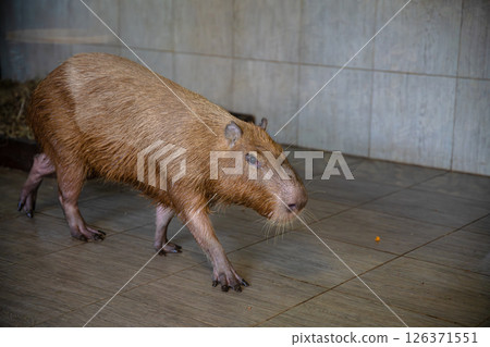 Large, semiaquatic capybara walking across a tiled floor in its enclosure, moving closer to a piece of food, showcasing its brown fur and distinctive features 126371551