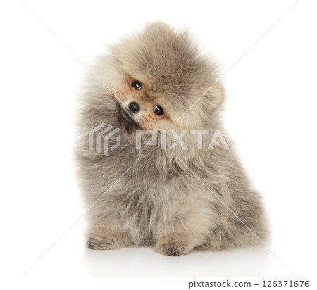 Fluffy Pomeranian Puppy Sitting with Bright Charm Fluffy Pomeranian Puppy Sitting with Bright Charm 126371676