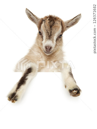 Young Goat Kid Lying Relaxed 126371682