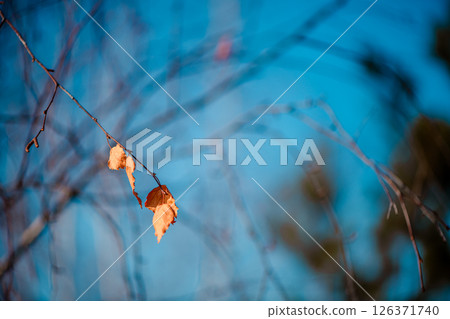 Two dry orange leaves hanging delicately on a birch branch against a softly blurred blue sky, creating a tranquil winter scene that captures the essence of seasonal change Two dry orange leaves hanging delicately on a birch branch against a softly blurred blue sky, creating a tranquil winter scene that captures the essence of seasonal change 126371740