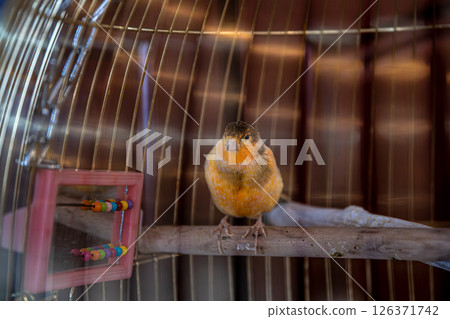 Orange canary perched on a wooden stick within a cage, surrounded by a colorful abacus toy, highlighting the joys and responsibilities of pet bird ownership and care 126371742