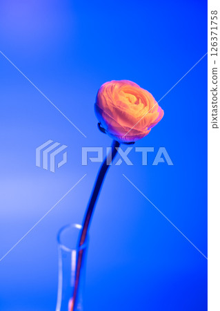 Vibrant orange ranunculus flower standing in a clear glass vase against a bright, solid blue backdrop, creating a striking contrast and highlighting the delicate beauty of the bloom 126371758