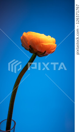Vibrant orange ranunculus flower standing in a clear glass vase against a bright, solid blue backdrop, creating a striking contrast and highlighting the delicate beauty of the bloom Vibrant orange ranunculus flower standing in a clear glass vase against a bright, solid blue backdrop, creating a striking contrast and highlighting the delicate beauty of the bloom 126371767