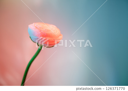 Gentle pink ranunculus flower blooming in a transparent glass vase with a colorful gradient background, creating a vibrant and artistic floral arrangement Gentle pink ranunculus flower blooming in a transparent glass vase with a colorful gradient background, creating a vibrant and artistic floral arrangement 126371770