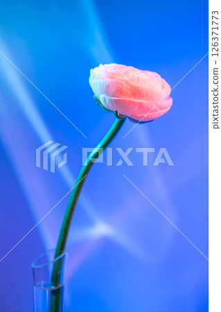 Single ranunculus stem with a delicate, blooming flower displayed in a glass vase against a vibrant, colorful backdrop, creating a visually appealing floral arrangement Single ranunculus stem with a delicate, blooming flower displayed in a glass vase against a vibrant, colorful backdrop, creating a visually appealing floral arrangement 126371773