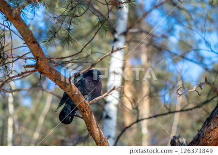 Pigeon perched on a tree branch in a serene forest, soaking in the tranquil atmosphere and enjoying the gentle rustle of leaves in the peaceful surroundings Pigeon perched on a tree branch in a serene forest, soaking in the tranquil atmosphere and enjoying the gentle rustle of leaves in the peaceful surroundings 126371849