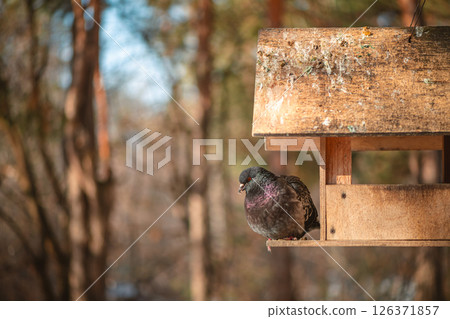 Pigeon perches on a wooden birdhouse, enjoying a meal on a cold winter day, with birch trees and a snowy ground in the background, offering a charming scene of wildlife in urban nature Pigeon perches on a wooden birdhouse, enjoying a meal on a cold winter day, with birch trees and a snowy ground in the background, offering a charming scene of wildlife in urban nature 126371857