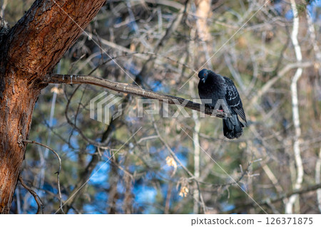Pigeon perched on a tree branch in a serene forest, soaking in the tranquil atmosphere and enjoying the gentle rustle of leaves in the peaceful surroundings 126371875