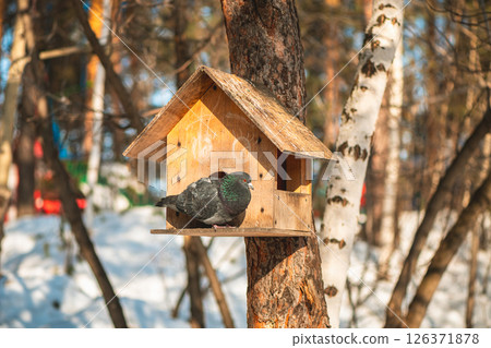 Pigeon perches on a wooden birdhouse, enjoying a meal on a cold winter day, with birch trees and a snowy ground in the background, offering a charming scene of wildlife in urban nature 126371878