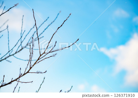Thin, delicate branches covered in a light dusting of snow reach towards a serene blue sky dotted with fluffy white clouds, creating a tranquil winter scene Thin, delicate branches covered in a light dusting of snow reach towards a serene blue sky dotted with fluffy white clouds, creating a tranquil winter scene 126371910