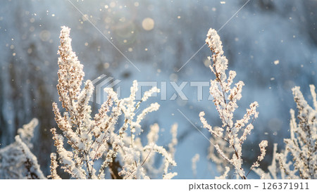 Sunlight shines through falling snow and illuminates frozen plants covered in ice crystals on a cold winter day, creating a magical and serene scene Sunlight shines through falling snow and illuminates frozen plants covered in ice crystals on a cold winter day, creating a magical and serene scene 126371911