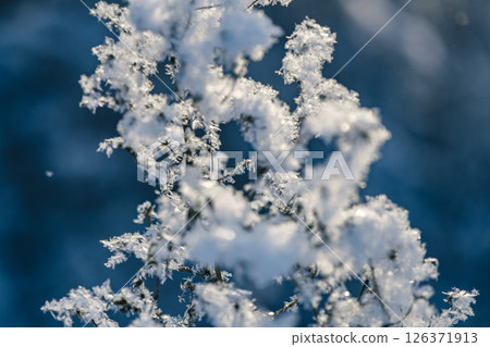 Close up of delicate snowflakes clinging to frozen branches, sparkling in sunlight against a blurred blue background, creating a serene winter wonderland scene on a crisp winter day Close up of delicate snowflakes clinging to frozen branches, sparkling in sunlight against a blurred blue background, creating a serene winter wonderland scene on a crisp winter day 126371913