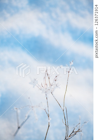 Close up of delicate snowflakes clinging to frozen branches, sparkling in sunlight against a blurred blue background, creating a serene winter wonderland scene on a crisp winter day 126371914