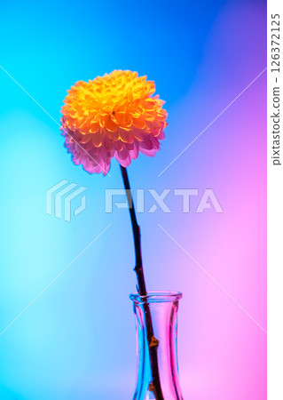 Single chrysanthemum flower with bright orange and pink petals stands in a clear glass vase, illuminated by vibrant neon lights creating a modern and artistic still life 126372125