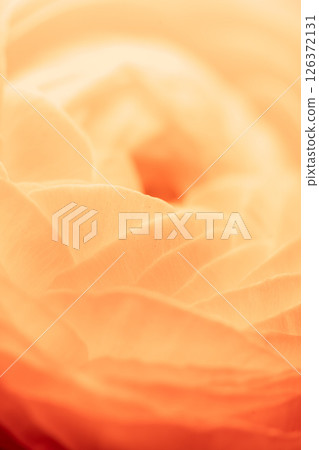 Soft, swirling orange rose petals create a beautiful, abstract floral background, perfect for romantic or feminine designs, highlighting the delicate beauty and intricate textures of nature 126372131