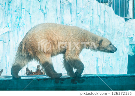 a polar bear in a zoo walks on a ledge on a blue background in the form of ice floes 126372155