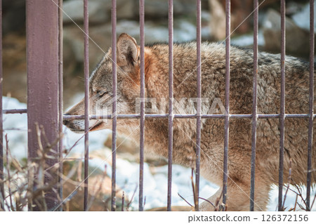 Close-up of a wolf behind bars in a zoo, wild predatory animal, mammal Close-up of a wolf behind bars in a zoo, wild predatory animal, mammal 126372156