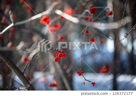 Clusters of bright red rowan berries hanging from the bare branches of a tree, illuminated by the soft glow of the winter sun, create a captivating picture of nature's resilience. Clusters of bright red rowan berries hanging from the bare branches of a tree, illuminated by the soft glow of the winter sun, create a captivating picture of nature's resilience. 126372177