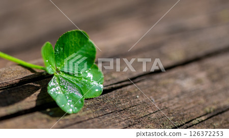 Four-leaf clover on a natural wooden background, a symbol of good luck 126372253
