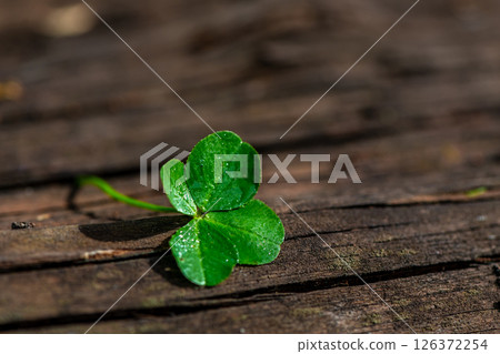 Four-leaf clover on a natural wooden background, a symbol of good luck Four-leaf clover on a natural wooden background, a symbol of good luck 126372254
