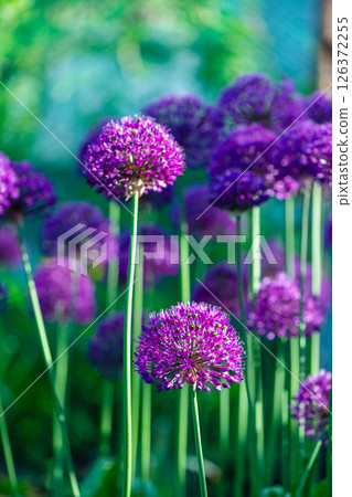 Beautiful natural background, pink, purple ornamental garlic in the garden Beautiful natural background, pink, purple ornamental garlic in the garden 126372255