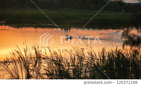 Swan Swimming in Lake on Mountain Background, At Sunset, Magical Beautiful Photography, Wallpaper 126372266