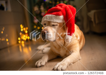 cute funny Labrador dog in a Santa Claus hat, gnome on the background of a Christmas tree. christmas lights, christmas greeting card 126372488