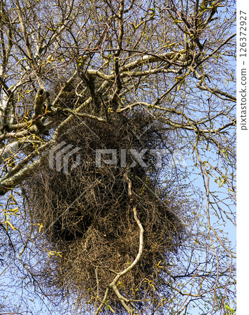 European mistletoe in nature, common mistletoe parasitizes on birch tree branches 126372927