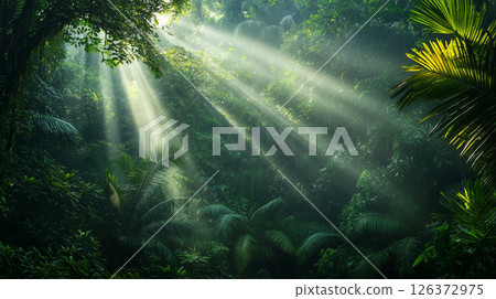 Rain Forest Path in the deep jungle. 126372975
