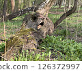 Mossy Fallen Tree Trunk with Rusted Metal Band in Forest 126372997