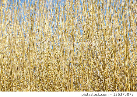 Golden Dry Reeds Swaying in the Breeze by the Lakeside Under a Clear Blue Sky, Nature Texture 126373072