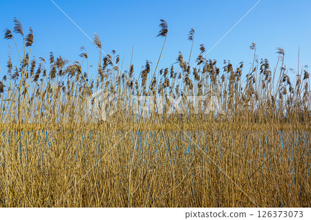 Golden Dry Reeds Swaying in the Breeze by the Lakeside Under a Clear Blue Sky, Nature Texture 126373073
