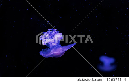 underwater photography jellyfish Cotylorhiza tuberculata, Mediterranean jellyfish underwater photography jellyfish Cotylorhiza tuberculata, Mediterranean jellyfish 126373144