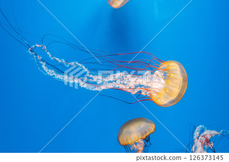underwater photography jellyfish Chrysaora fuscescens, Pacific sea nettle, West Coast sea nettle 126373145