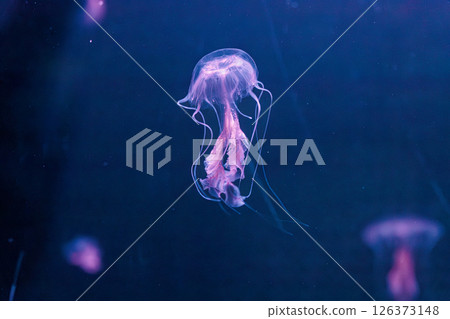 underwater photography jellyfish Chrysaora lactea, Milk Sea Nettle underwater photography jellyfish Chrysaora lactea, Milk Sea Nettle 126373148