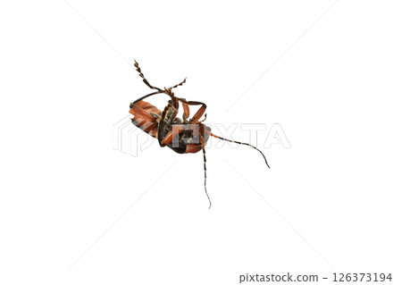 The soft-bodied beetle lies on its back. The soft-bodied beetle lies on its back. 126373194