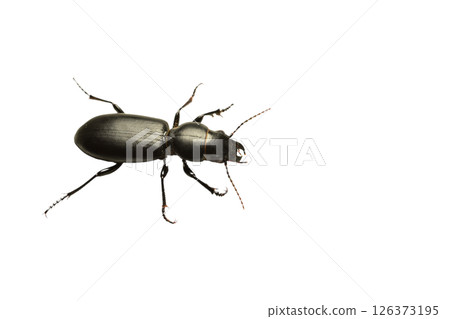 Black ground beetle, top view. Black ground beetle, top view. 126373195