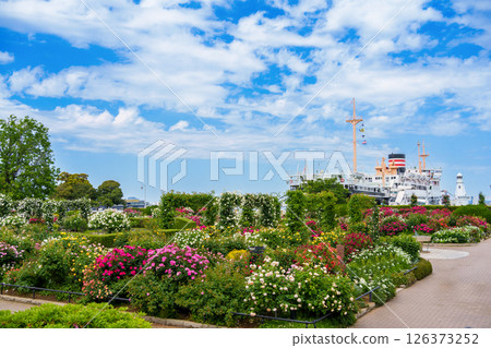 山下公園美麗的玫瑰園和地標船隻冰川丸。 126373252