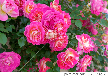 盛開的美麗紅色攀緣玫瑰（山手義大利花園） 126373257