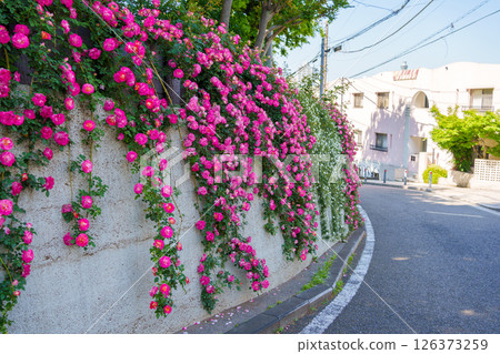 牆上盛開著美麗的粉紅色攀緣玫瑰（山手義大利花園） 126373259