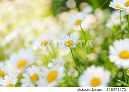 Lovely daisy flowers bathed in sunlight Lovely daisy flowers bathed in sunlight 126373270