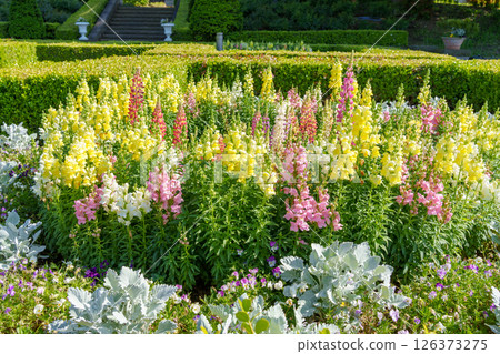 規則式花園中的金魚草（山手義大利花園，橫濱） 126373275
