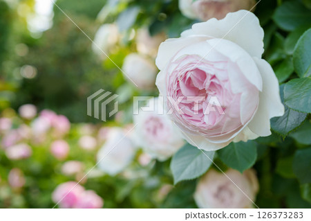 Beautiful pale pink rose flower 126373283