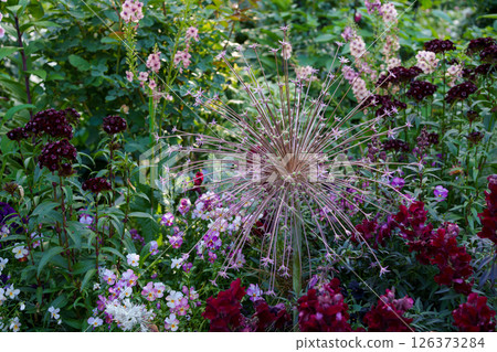 A flowerbed of Allium schubertii blooming like fireworks A flowerbed of Allium schubertii blooming like fireworks 126373284