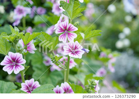 A mallow flower with beautiful vivid purple lines A mallow flower with beautiful vivid purple lines 126373290