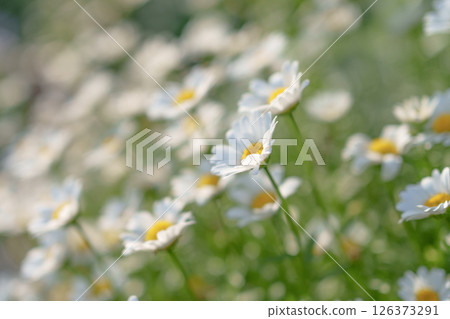 傍晚陽光下美麗的雛菊花 126373291