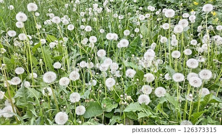 春天田野裡盛開的蒲公英絨毛 春天田野裡盛開的蒲公英絨毛 126373315