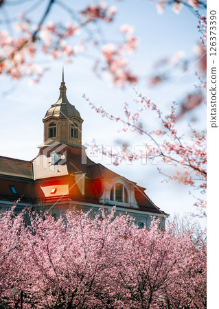 A historic architectural tower surrounded by blooming cherry trees in spring. Beautiful composition 126373390