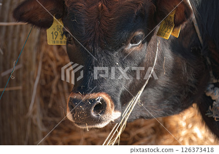 Authentic Cypriot cattle breed posing in akrotiri salt lake marsh on a sunny day. Akrotiri marsh, Cyprus 126373418